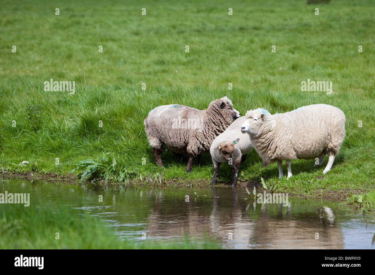 Sheep with young grazing in summer meadow Salisbury England Stock Photo