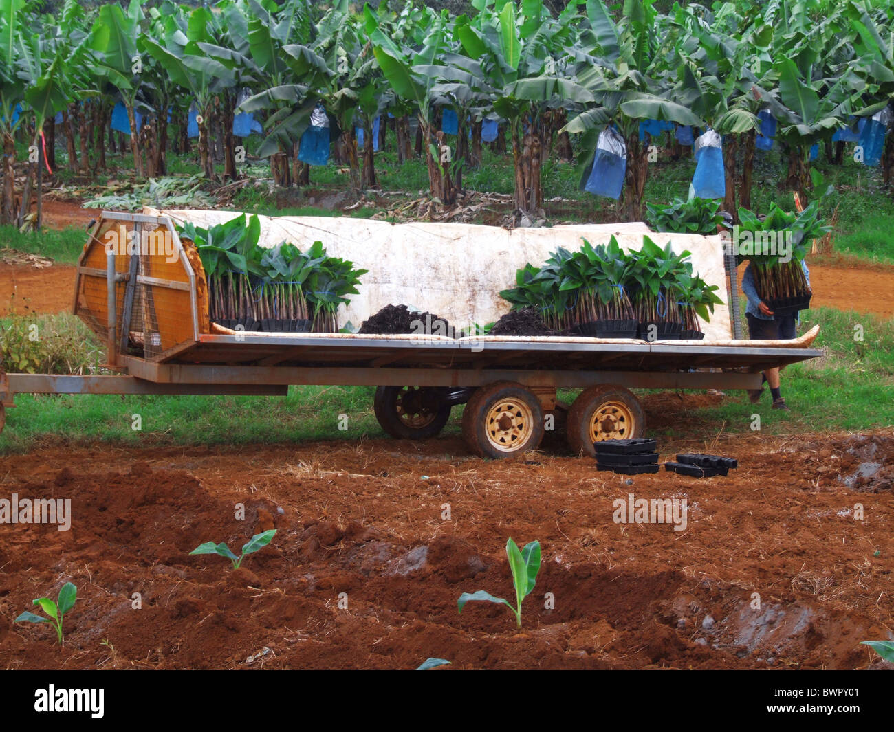 Australia Queensland Innisfail banana bananas fruit food banana bunch