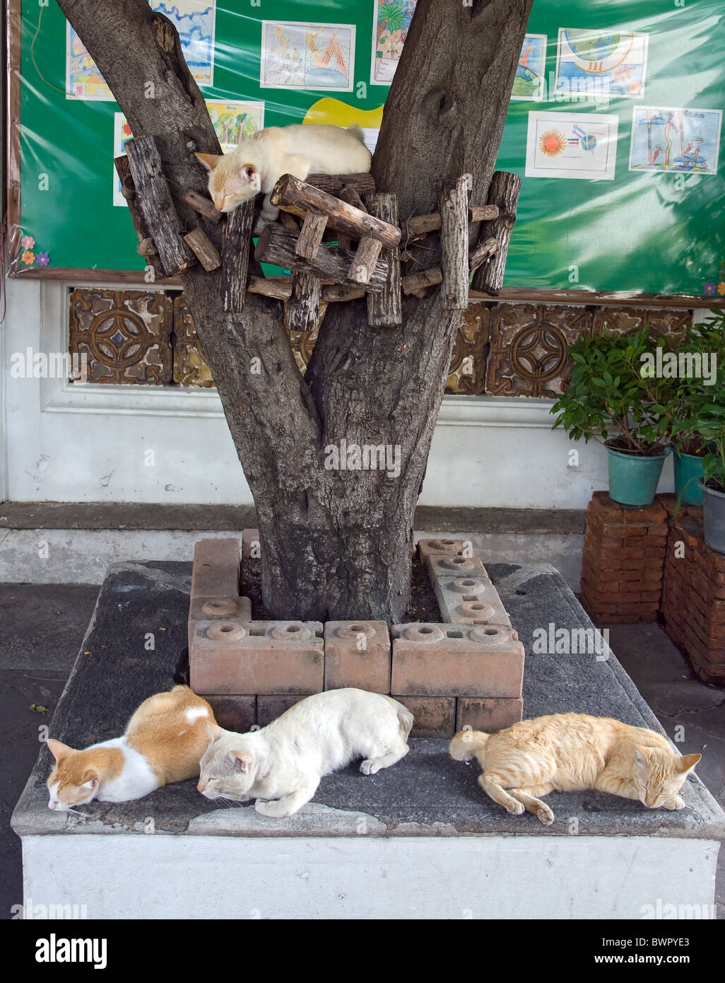 cats sleeping on a tree Stock Photo Alamy