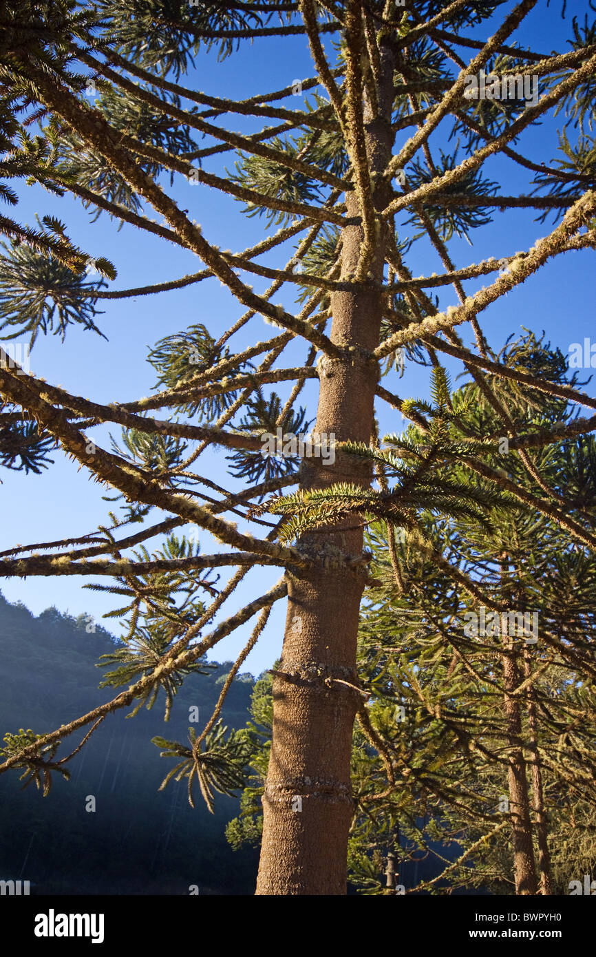 Araucaria angustifolia tree under blue sky Stock Photo