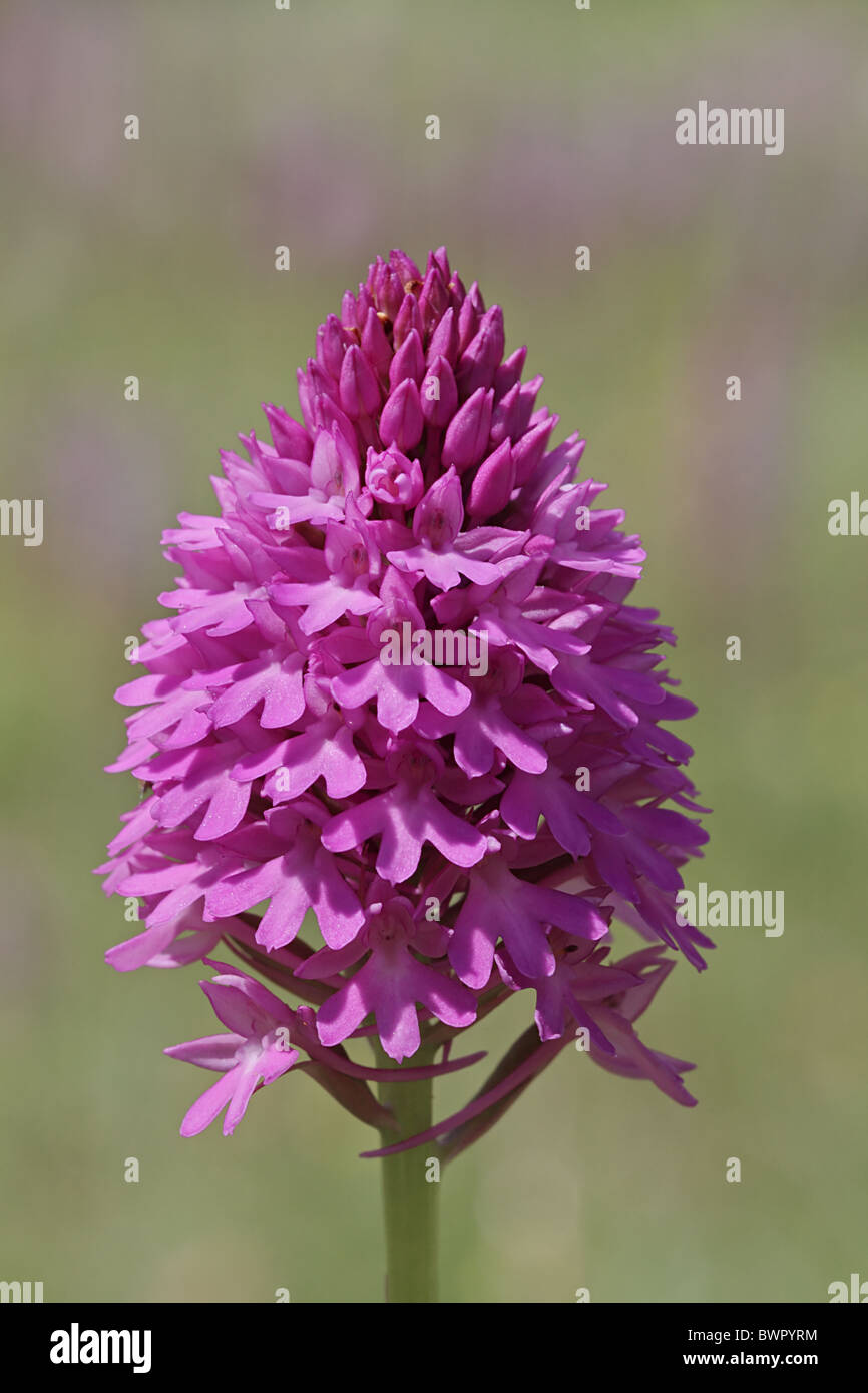 Pyramidal Orchid Anacamptis pyramidalis Stock Photo