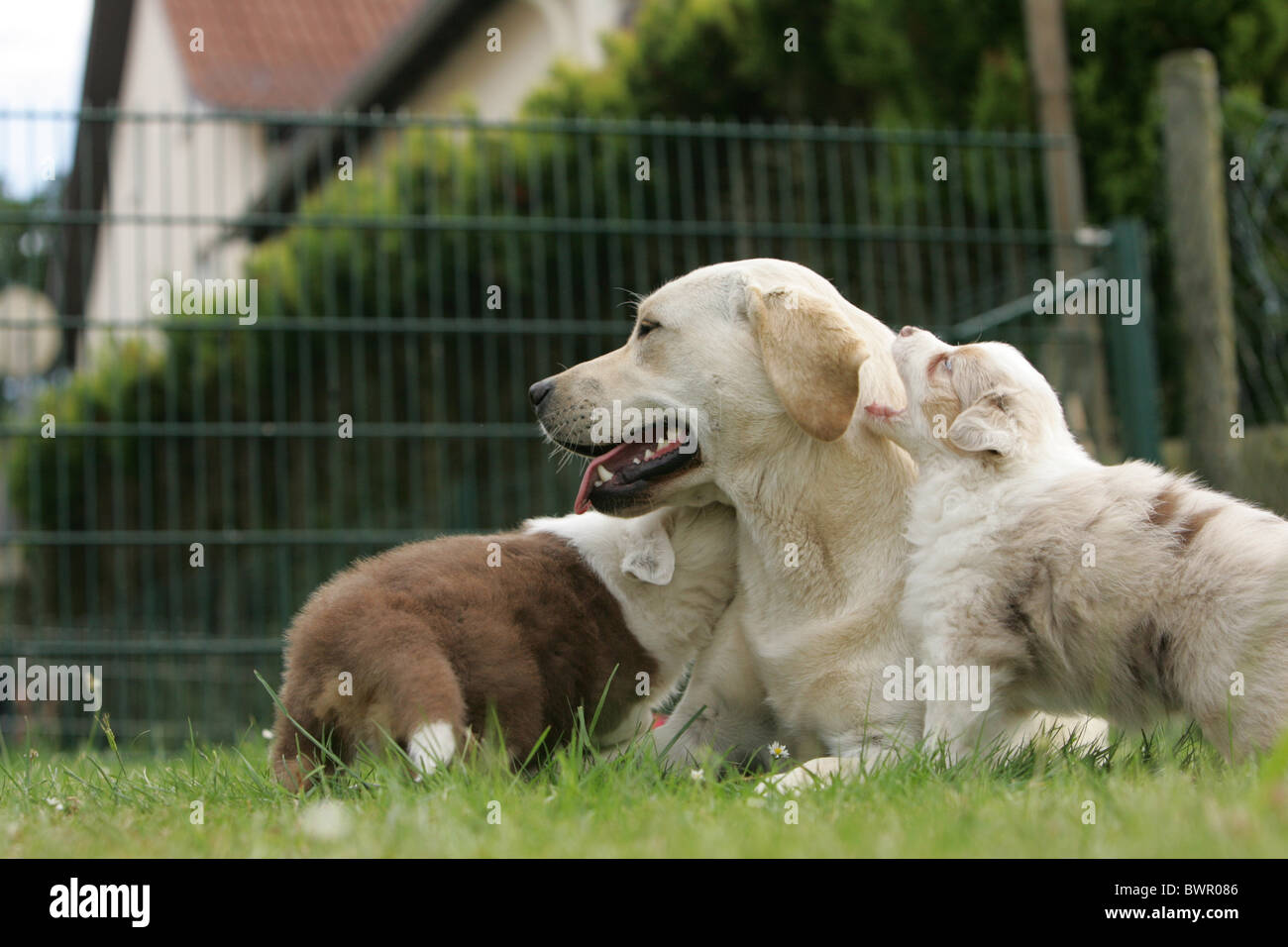 Labrador Retriever and Australian Shepherd Stock Photo - Alamy