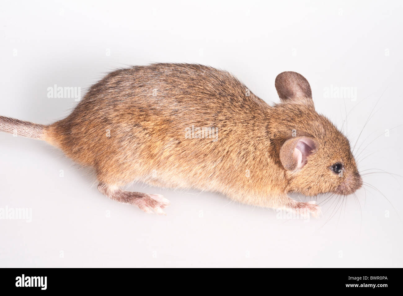 House mouse, Mus musculus; cutout with white background Stock Photo