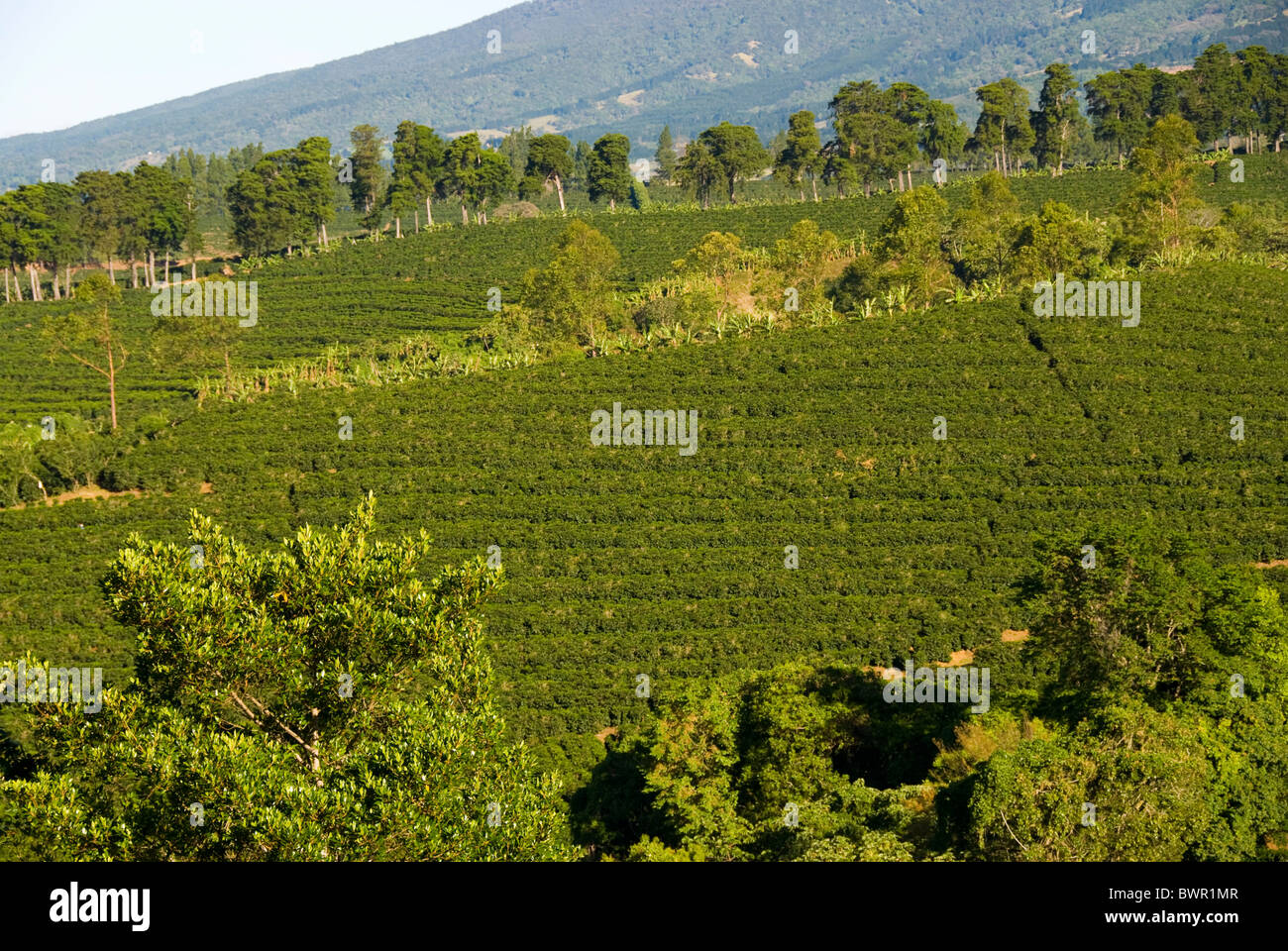 Coffee plantations near Poas volcano. Central Valley. Costa Rica