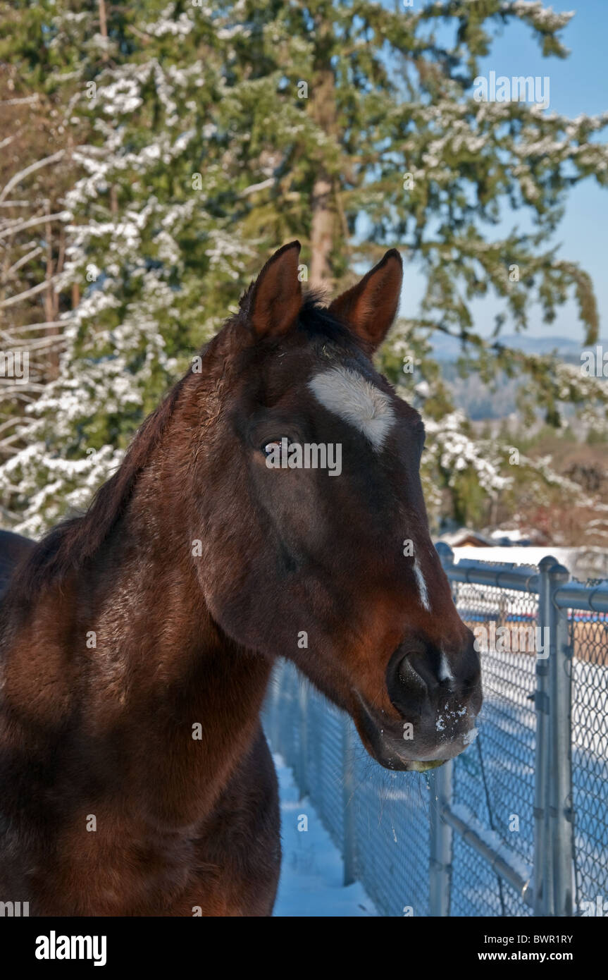 This beautiful bay dark brown thoroughbred horse is in a closeup vertical stock image. Lighting is highlight his eye. Stock Photo