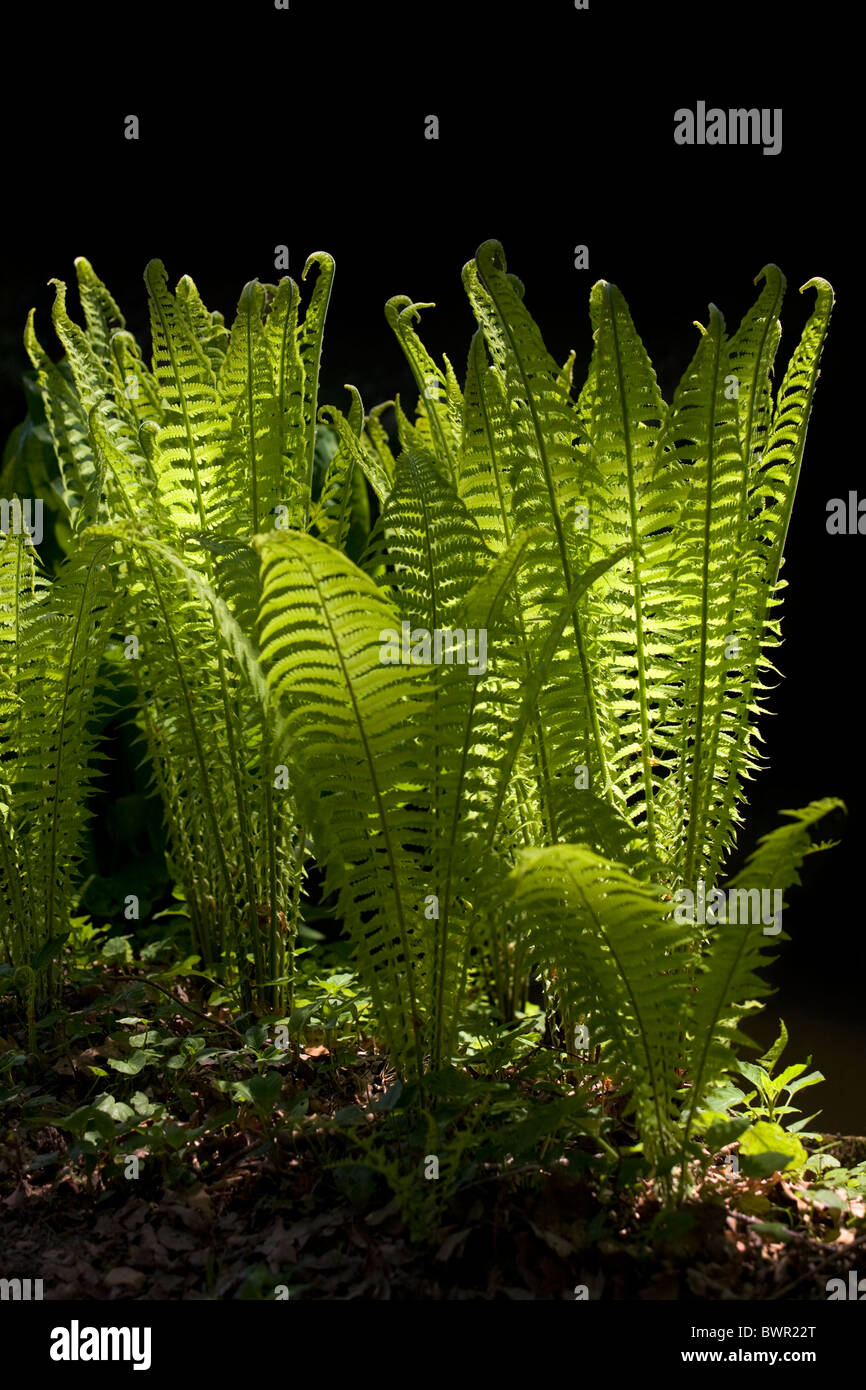 In Spring, a Scaly Male Fern (Dryopteris affinis) in a garden (France). Fougère dryopteris dans un jardin au printemps (France). Stock Photo