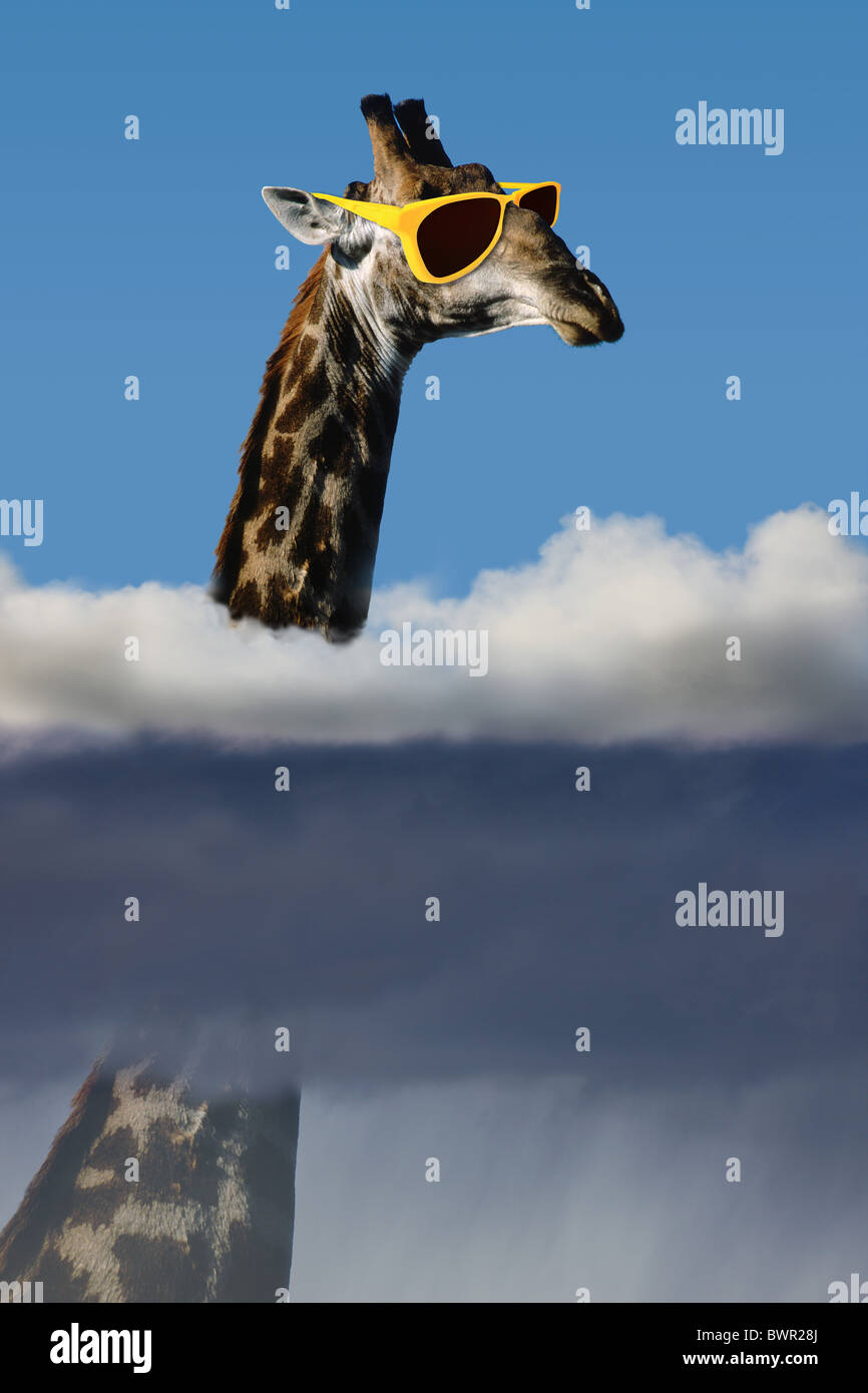 Giraffe Humor Fun Funny Collage Creation Composition Above The Clouds View Better Animals Animals Fog Sun Stock Photo Alamy