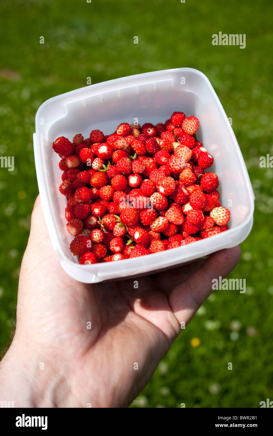 Holding freshly picked wild strawberries ( Fragaria vesca ) , Finland Stock Photo