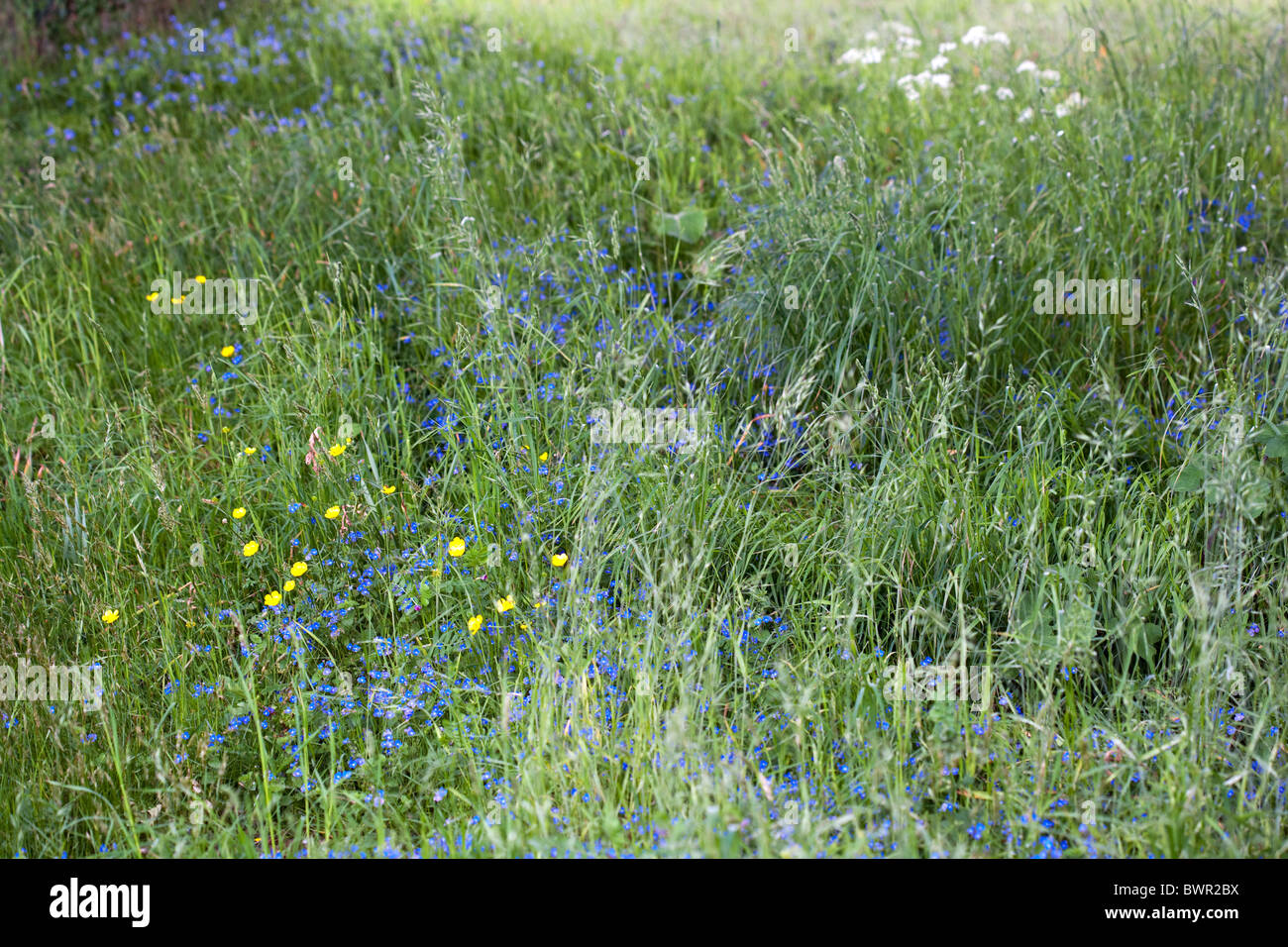 Wild meadow grasses and flowers Stock Photo - Alamy