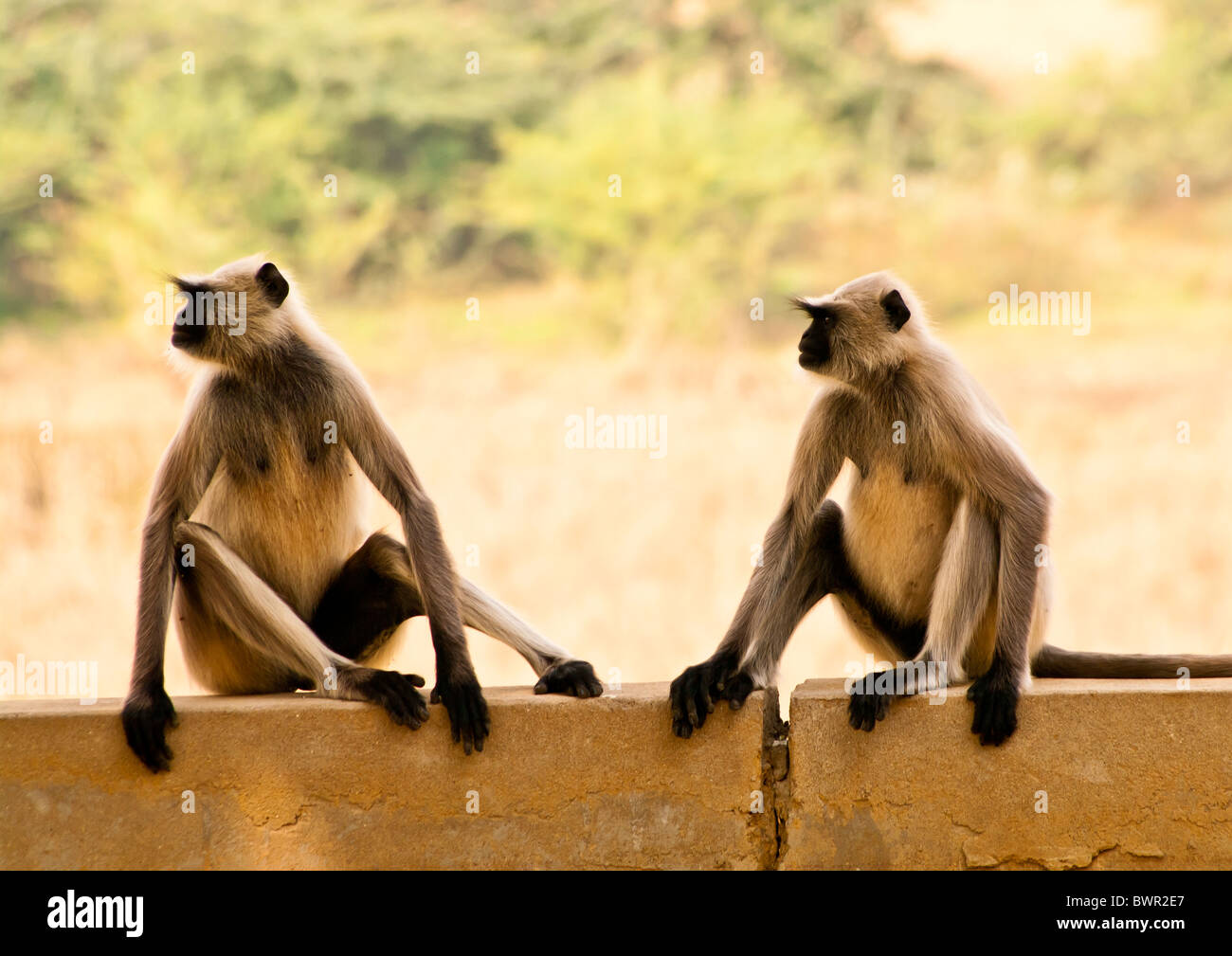 Langur monkeys, Ramgarh Lodge, Rajasthan, India Stock Photo - Alamy