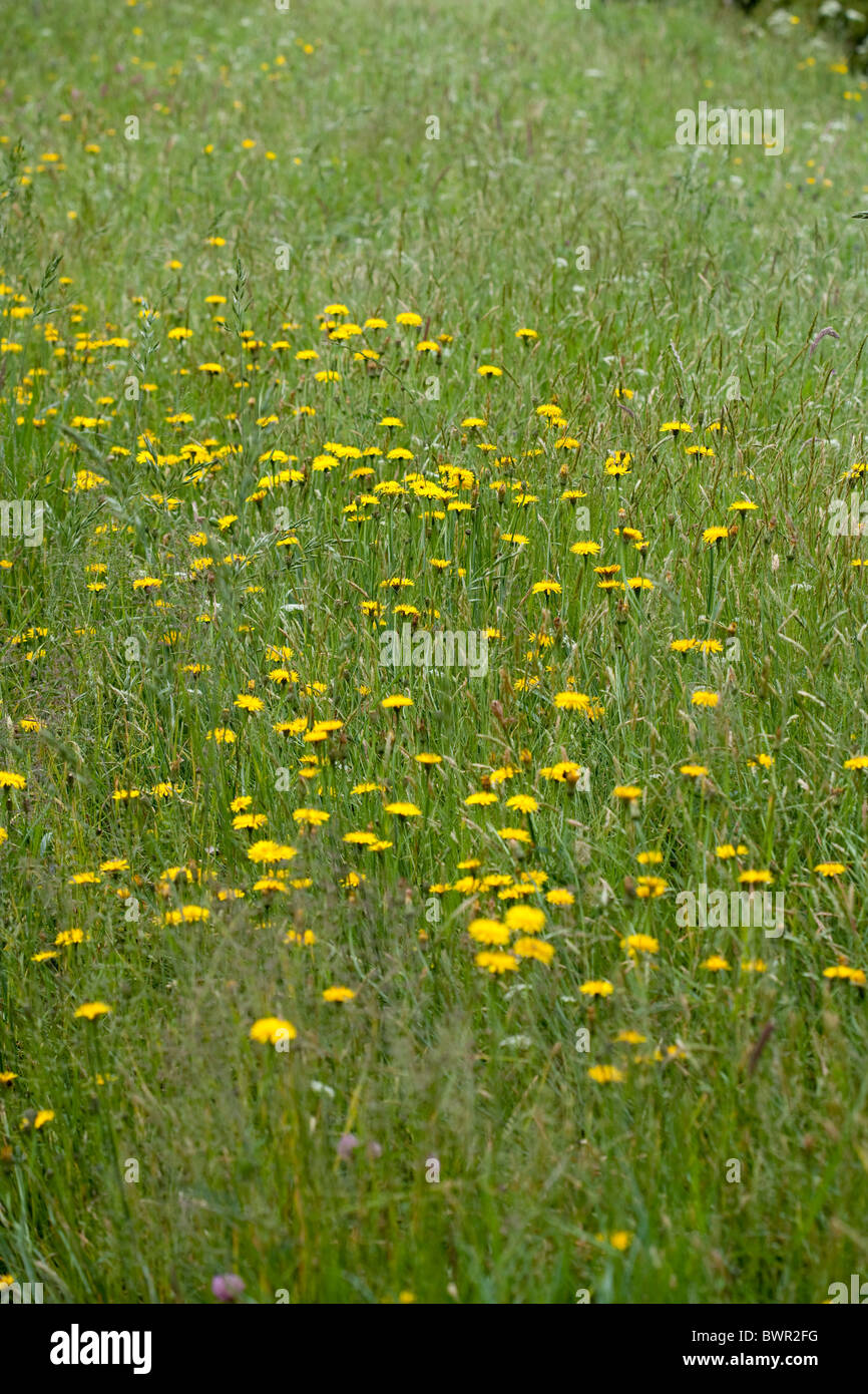 Wild meadow grasses and flowers Stock Photo - Alamy