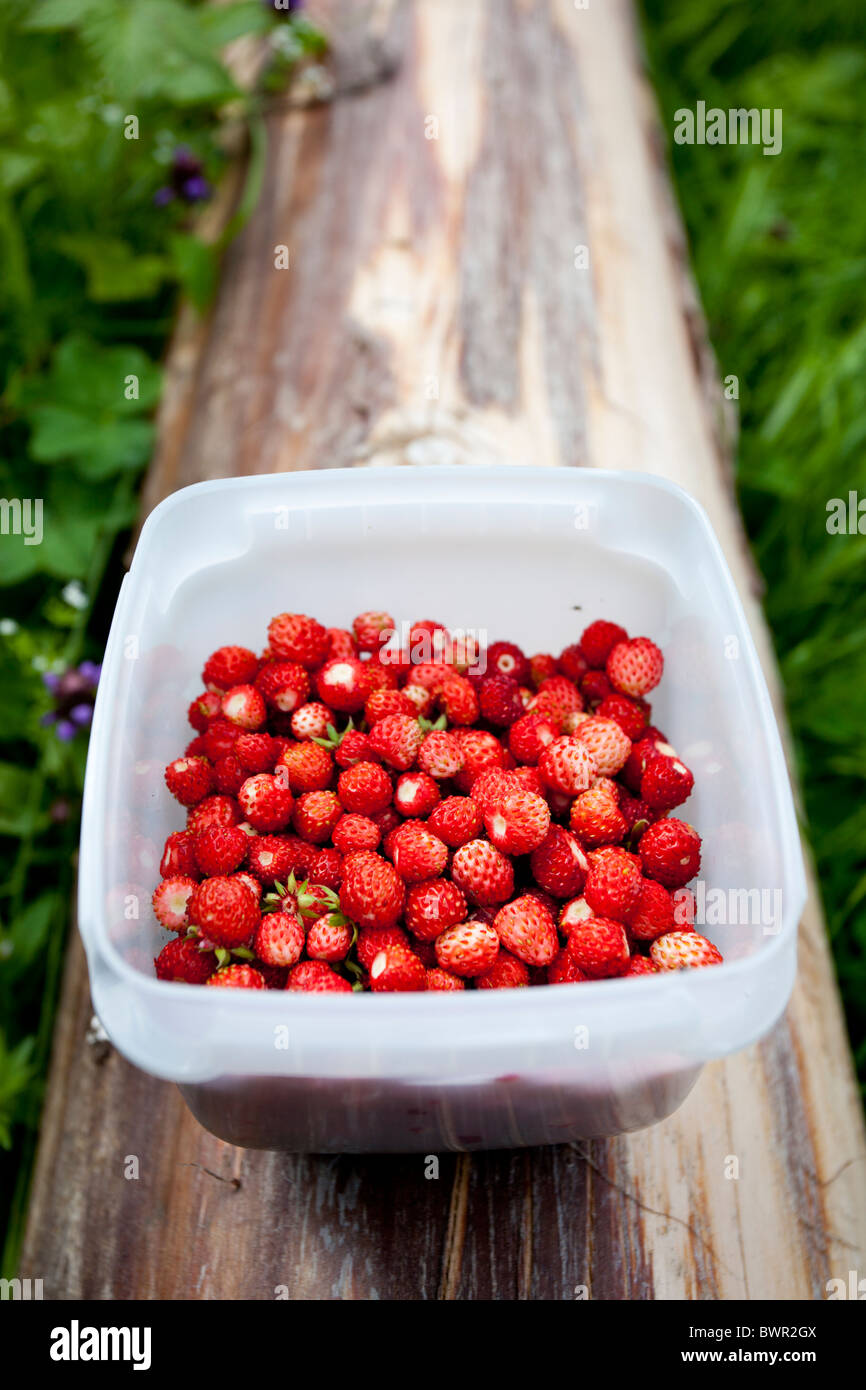 Freshly picked wild strawberries ( Fragaria vesca ) , Finland Stock Photo