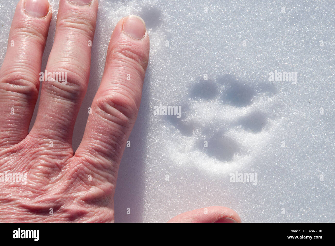 Fox prints in the snow Stock Photo - Alamy