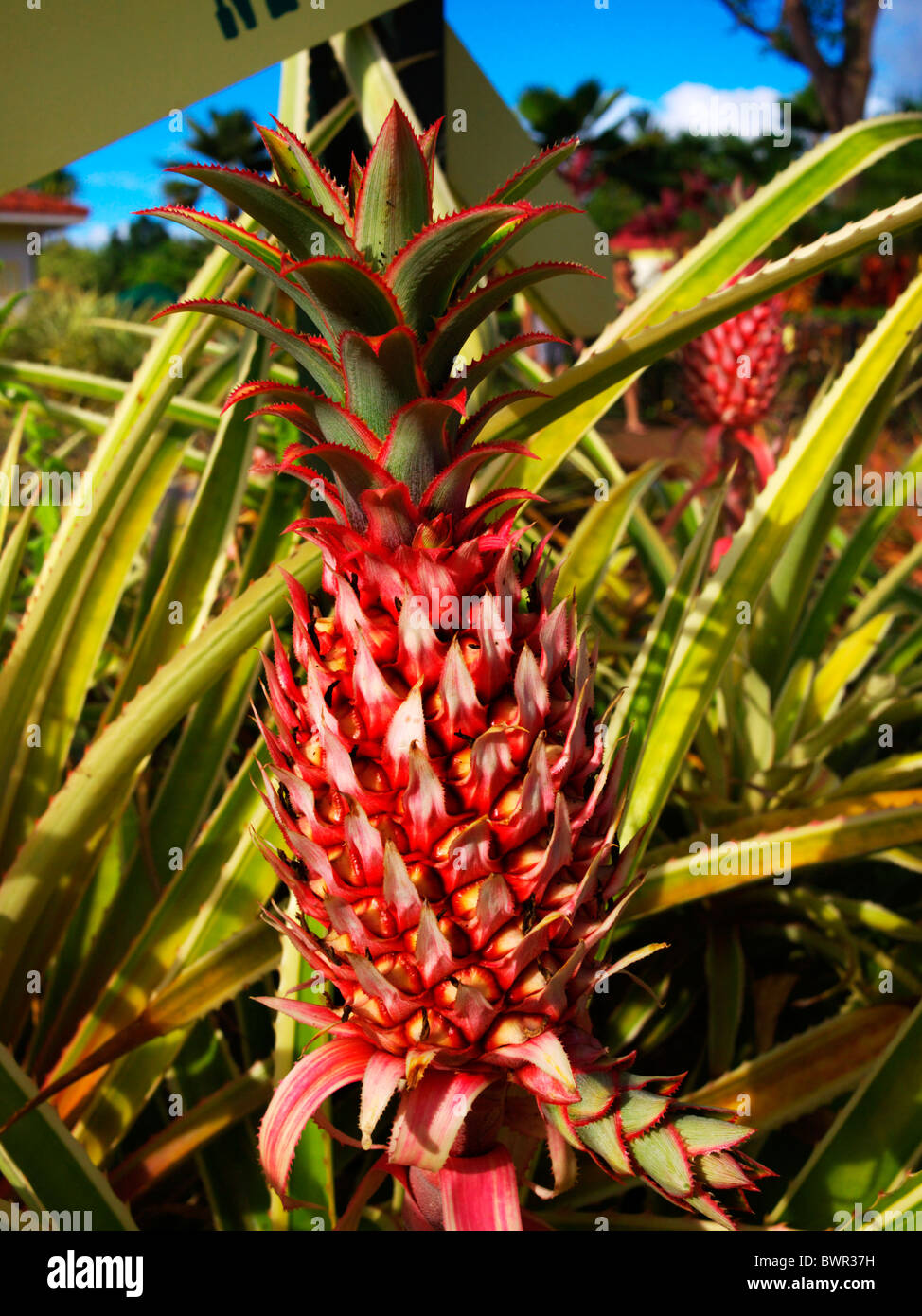 Young pineapple fruit at DOLE plantation, Hawaii Stock Photo Alamy