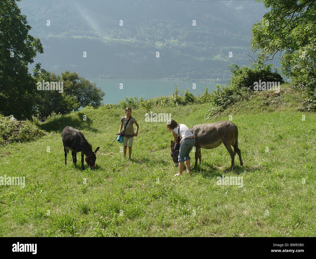 Two girls donkeys animals encounter chord rope meadow child children mountains Bernese Oberland Switzerland Stock Photo