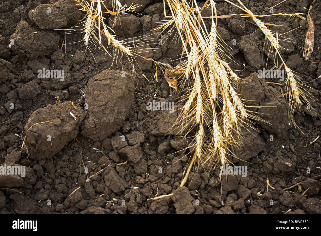 Ears of wheat on plowed field in the autumn The path to the horizon. Stock Photo