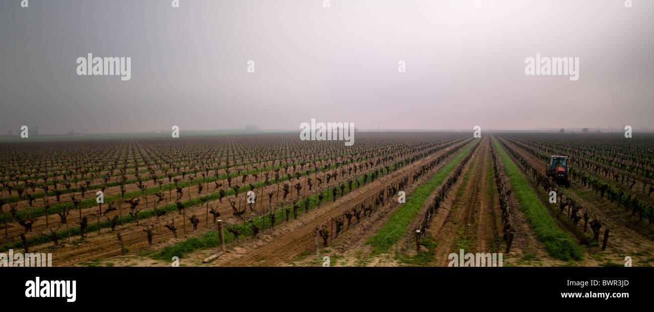 tractor plowing grape fields in central California Stock Photo