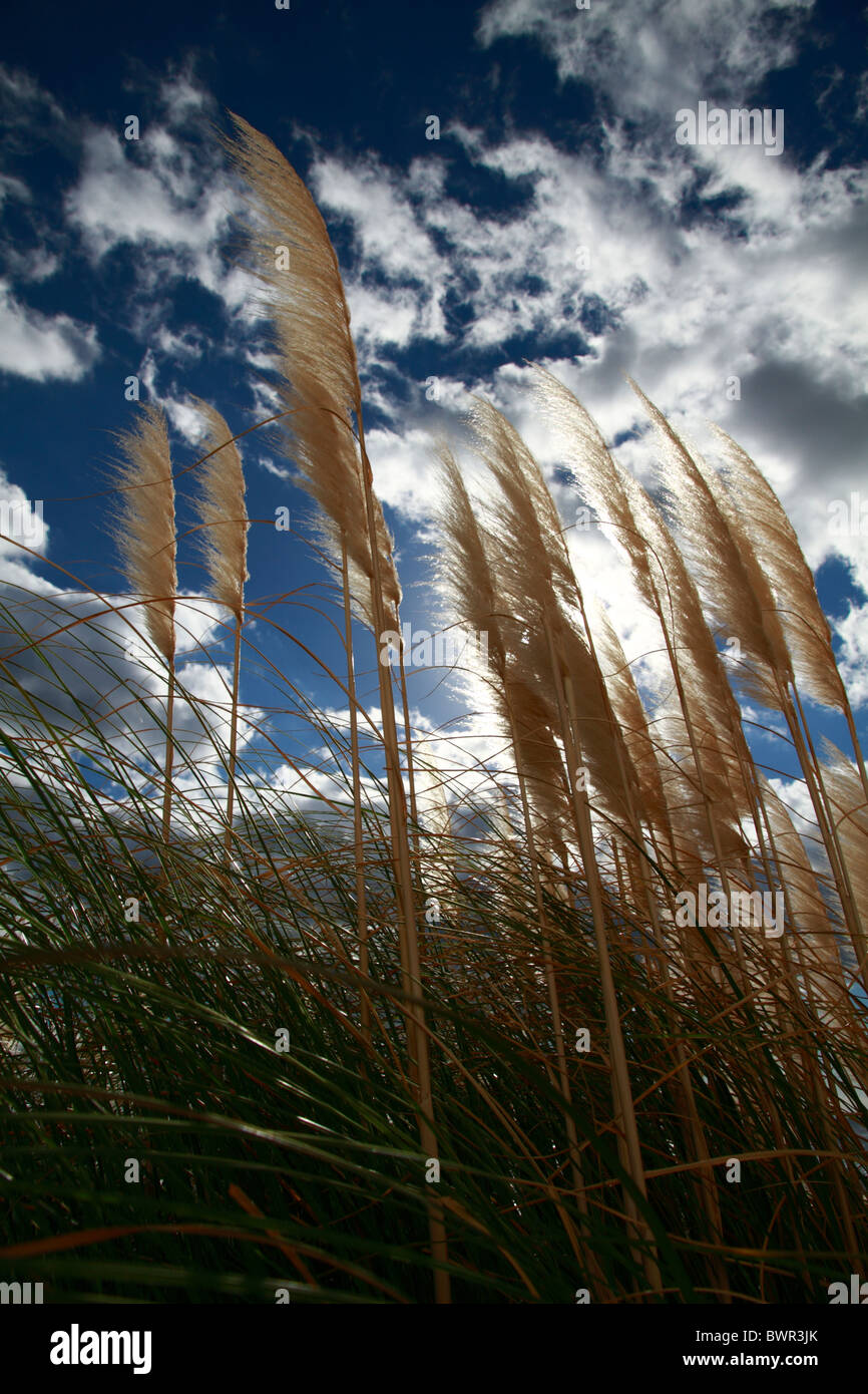 Backlit reeds Stock Photo
