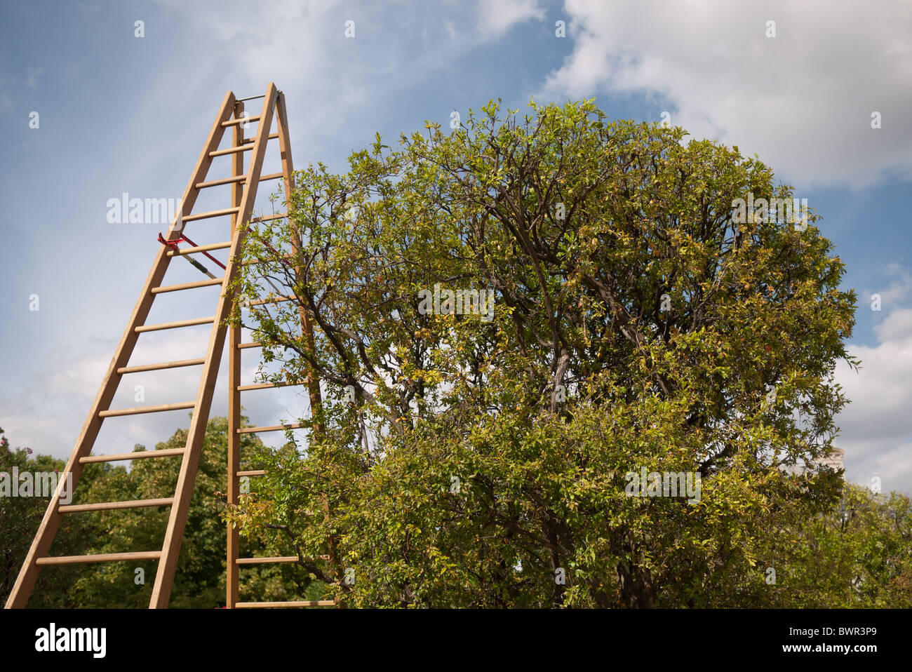tree ready to be pruned, with ladder and hedge clippers Stock Photo