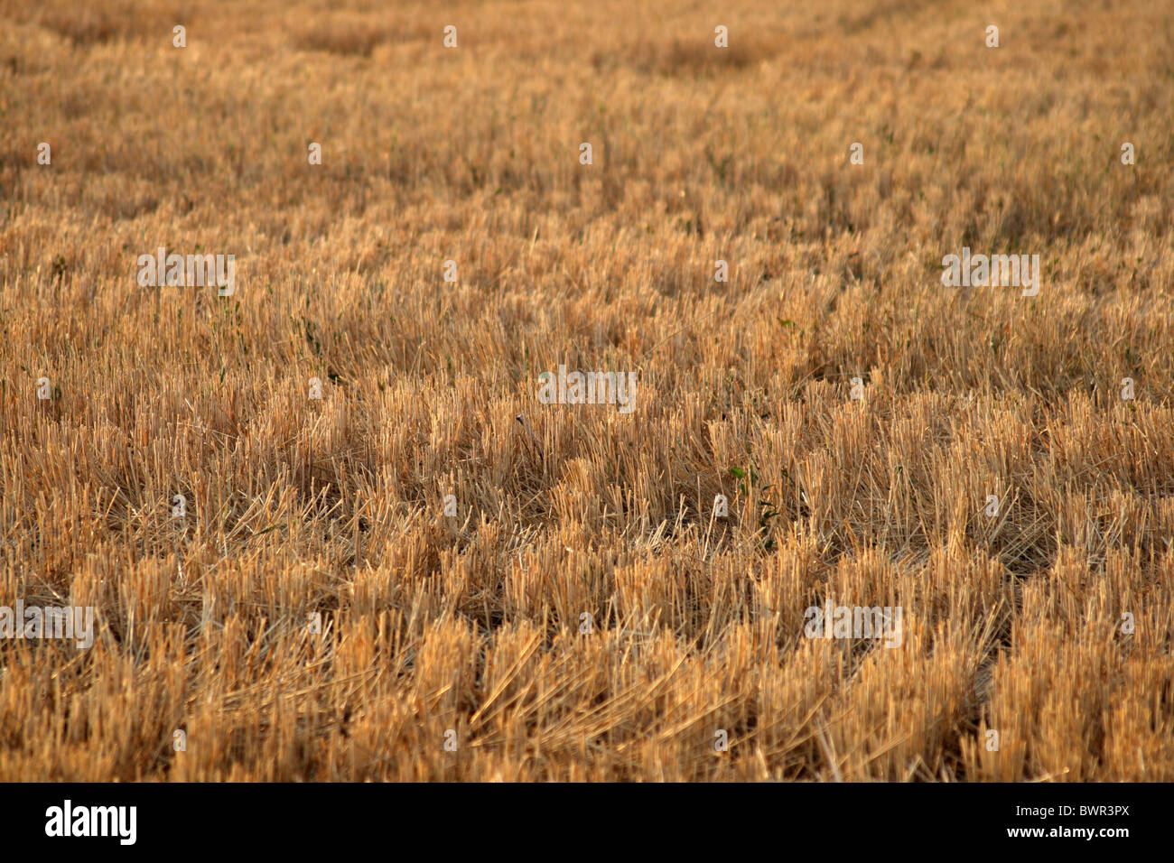 moved field after harvesting Stock Photo - Alamy