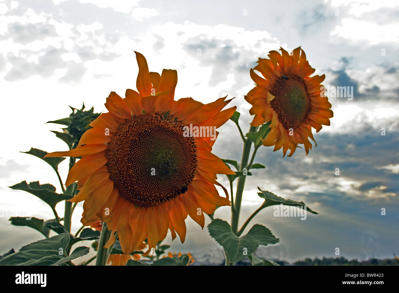 field of sunflowers Stock Photo - Alamy