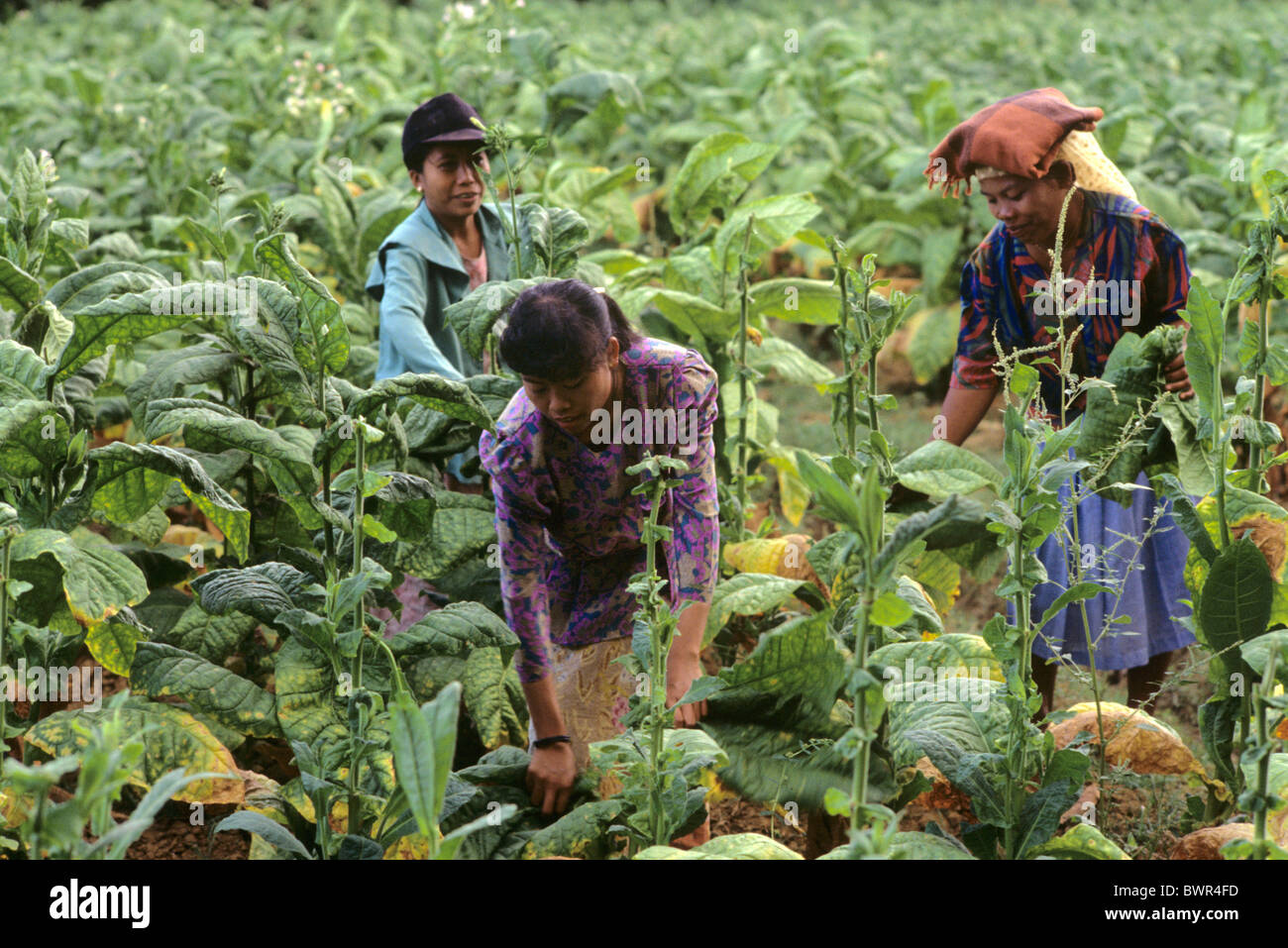 Indonesia tobacco harvest Madura island Pakong desa Bicorong Asia tobacco harvest agriculture harvesting far Stock Photo