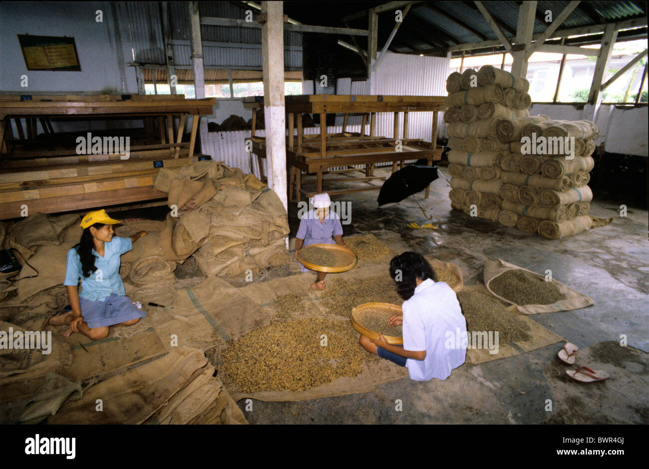 Indonesia Java island Kalibaru workers coffee plantation Asia