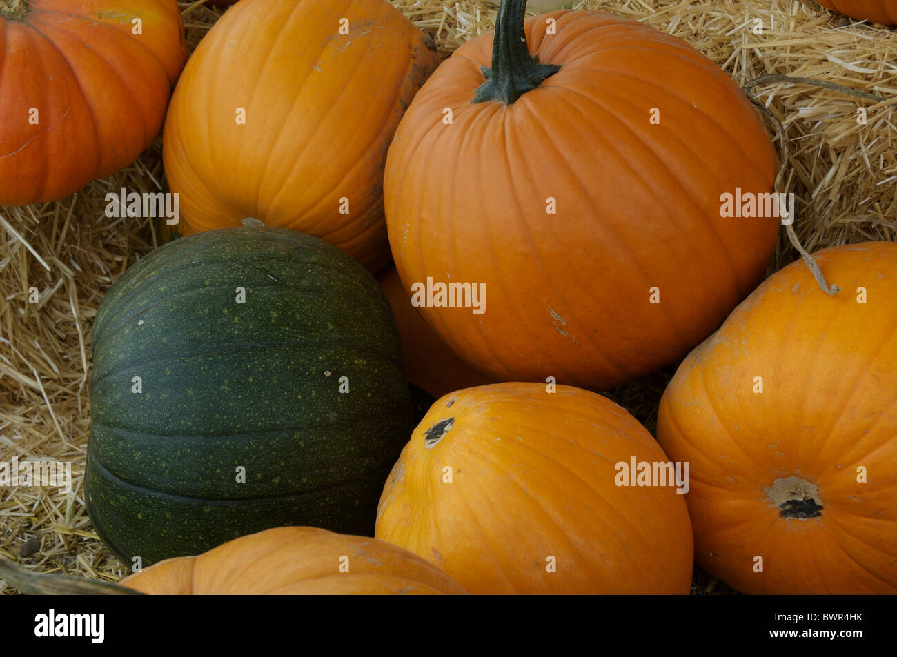 Several pumpkins are displayed among bales of hay Stock Photo - Alamy