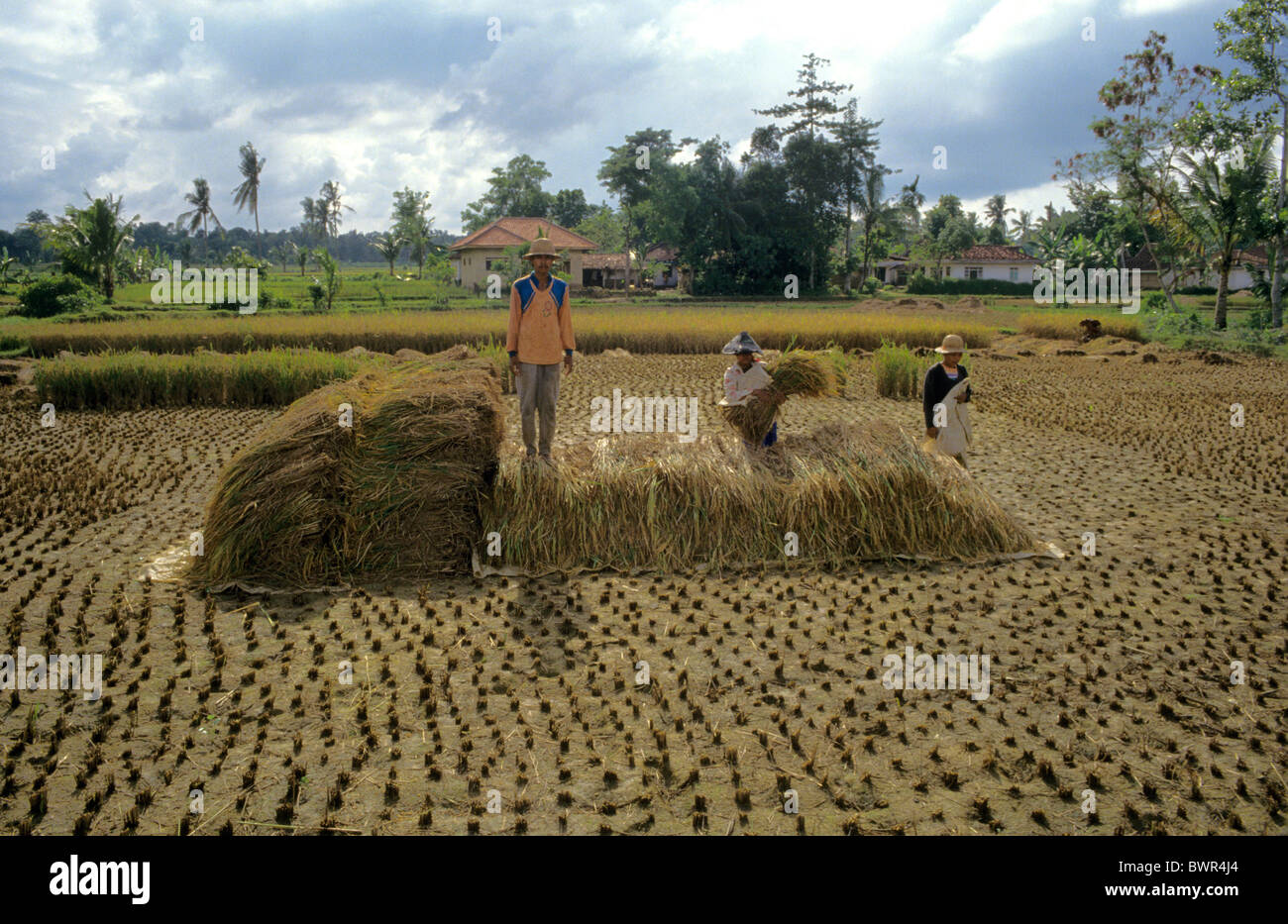 Indonesia rice harvest Madura island Pakong desa Bicorong Asia straw collected harvest agriculture harvestin Stock Photo