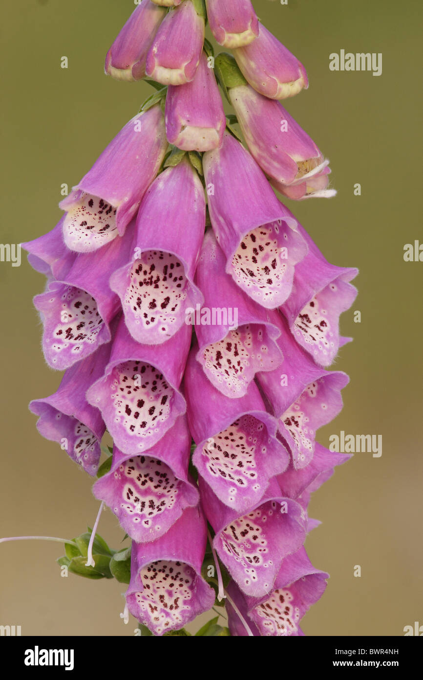 Common Foxglove Digitalis purpurea Purple Foxglove plant detail close ...