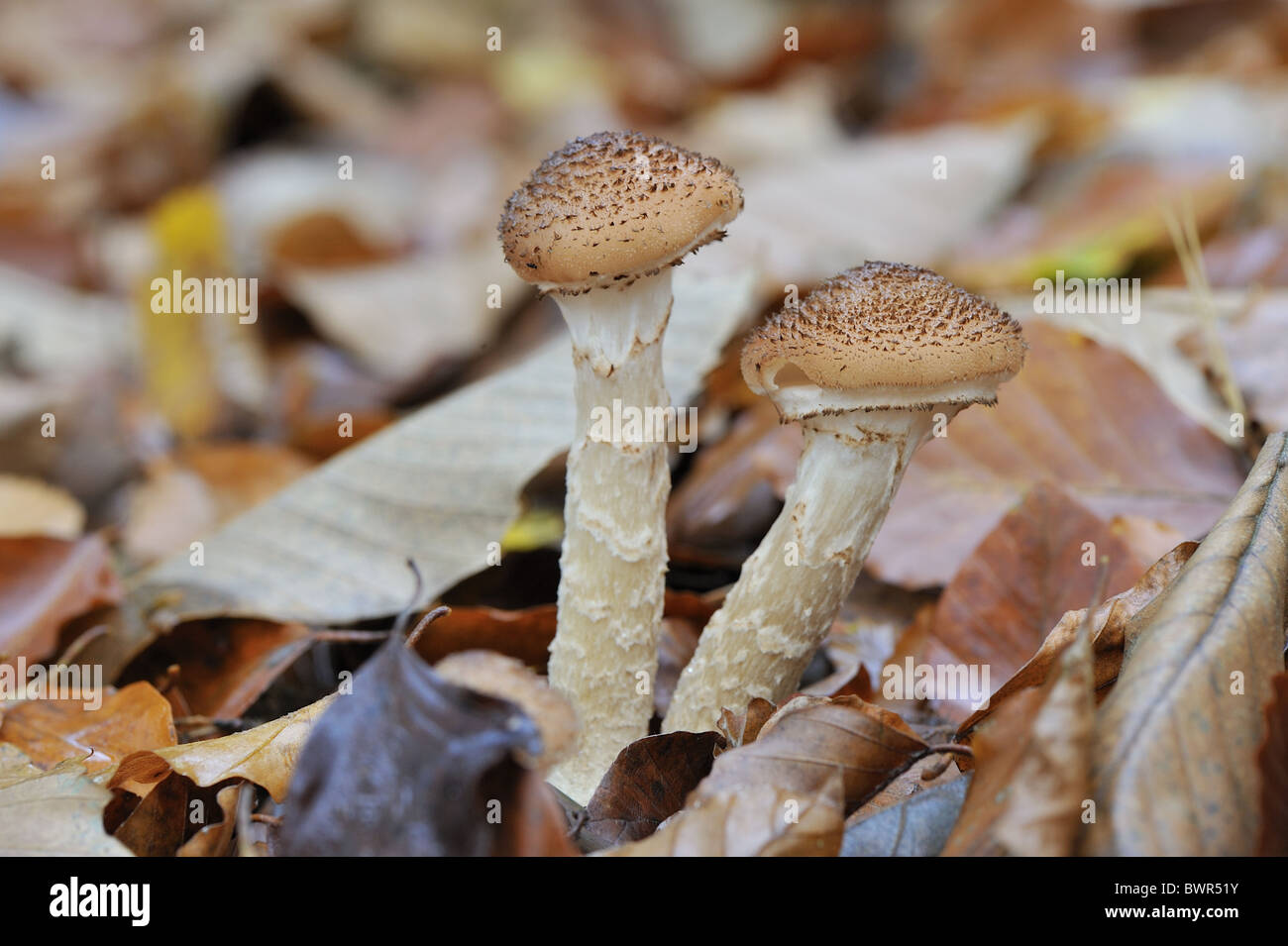 Honey mushroom - Honey fungus (Armillaria mellea) - Pathogenic and parasitic on the wood of hardwoods - Belgium Stock Photo