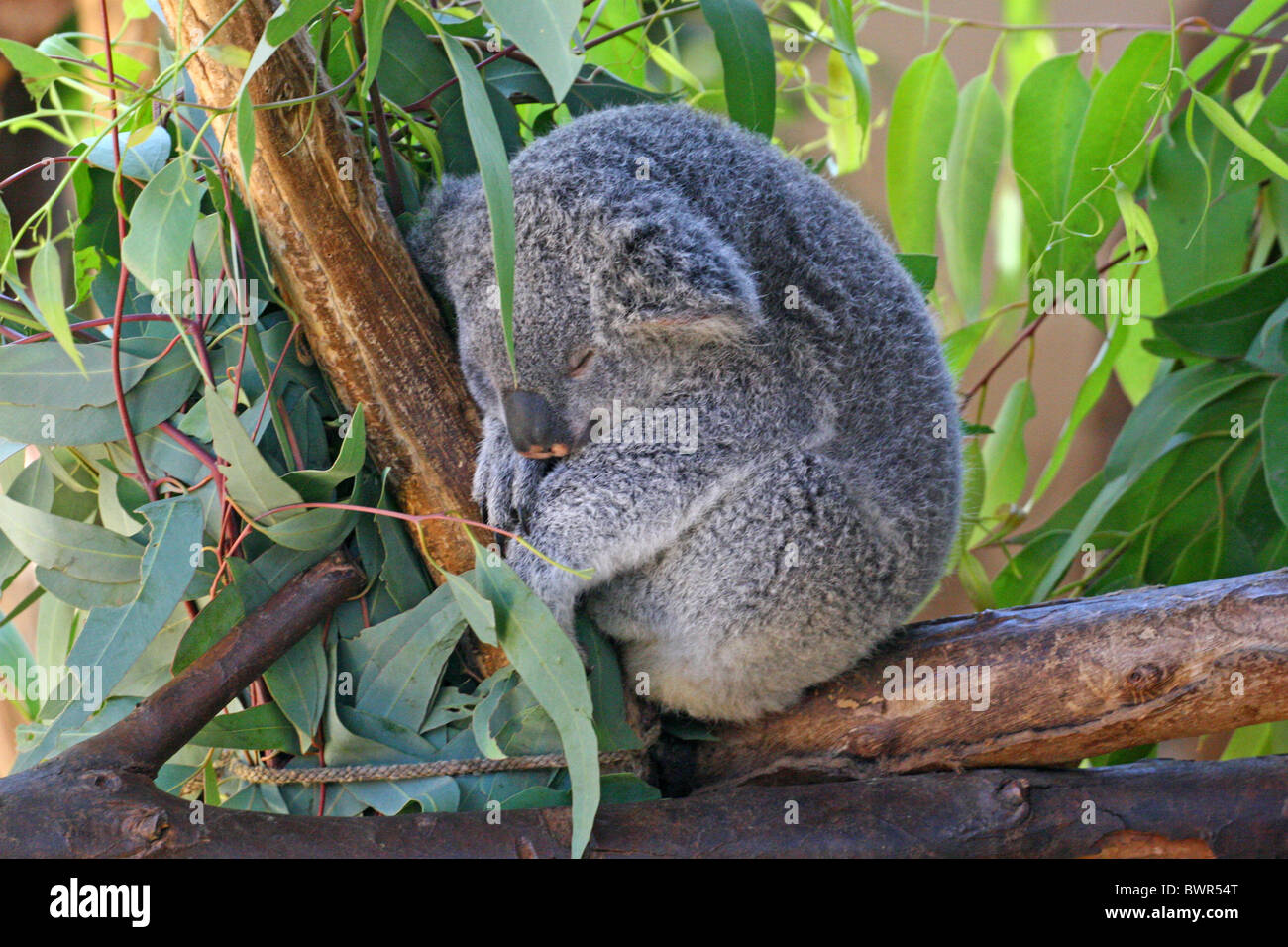 The koala (Phascolarctos cinereus) is an arboreal herbivorous marsupial native to Australia Stock Photo