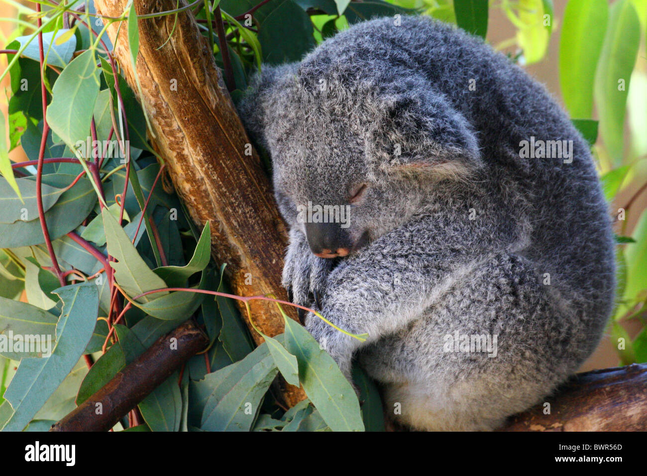 The koala (Phascolarctos cinereus) is an arboreal herbivorous marsupial native to Australia Stock Photo