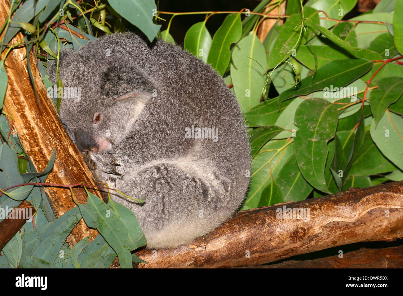 The koala (Phascolarctos cinereus) is an arboreal herbivorous marsupial