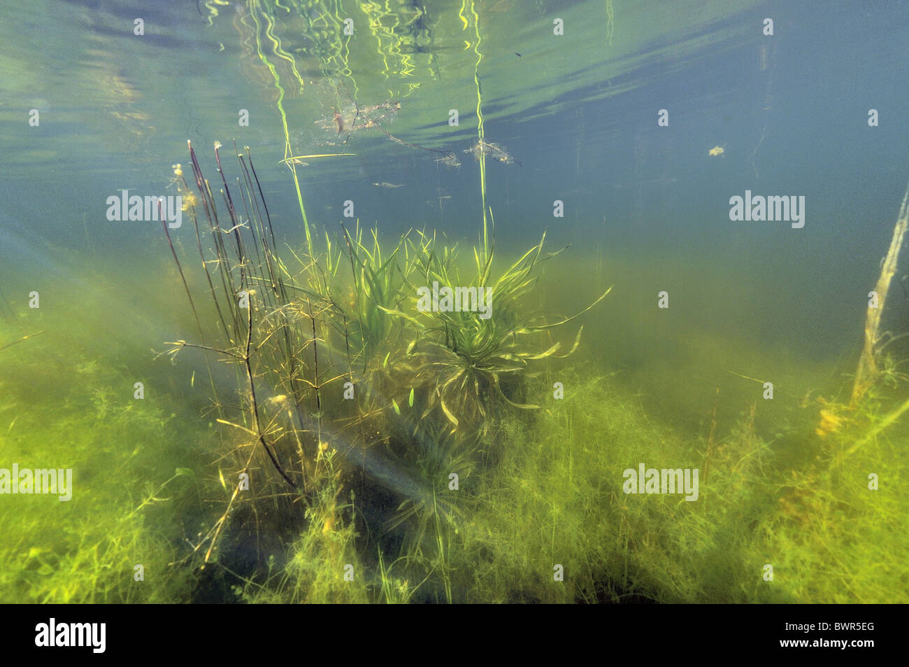 Water-soldier - Water pineapple (Stratiotes aloides - Stratiotes aquaticus) in pond - underwater view - Summer Stock Photo