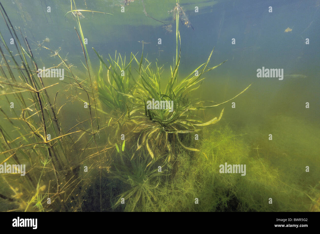Water-soldier - Water pineapple (Stratiotes aloides - Stratiotes aquaticus) in pond - underwater view - Summer Stock Photo