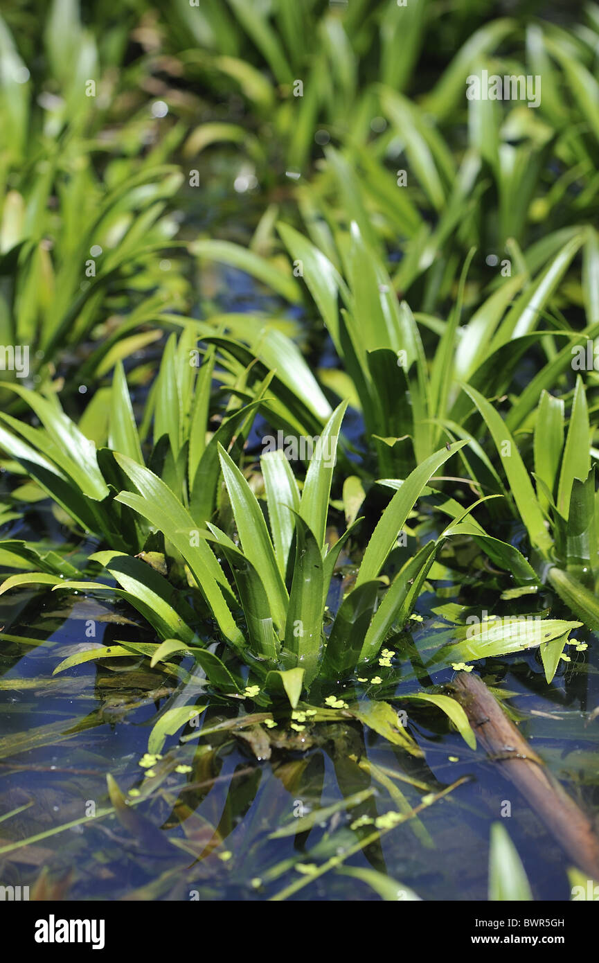 Water-soldier - Water pineapple (Stratiotes aloides - Stratiotes aquaticus) in pond - emerging at spring Stock Photo