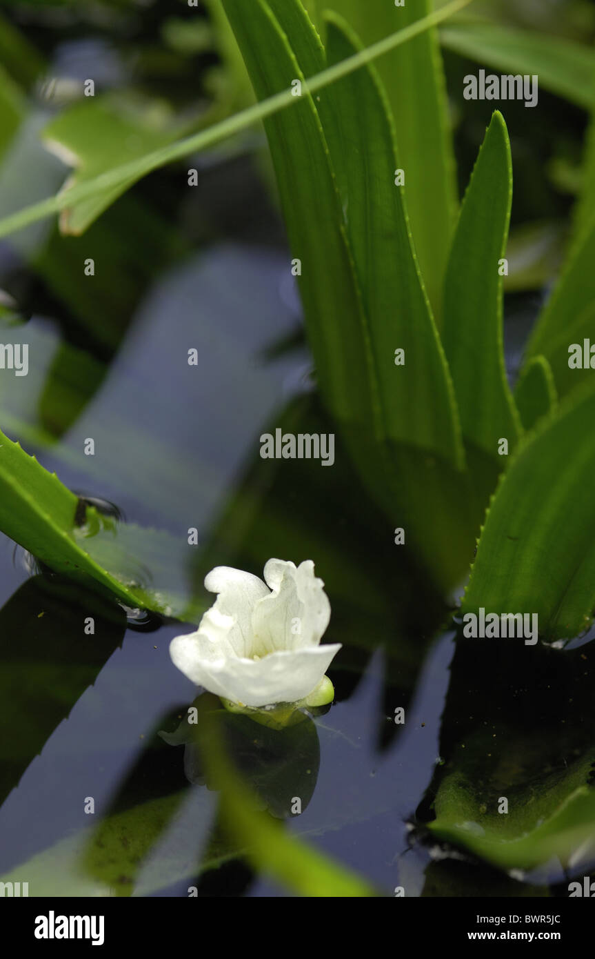 Water-soldier - Water pineapple (Stratiotes aloides - Stratiotes aquaticus) in pond - flowering in summer Stock Photo