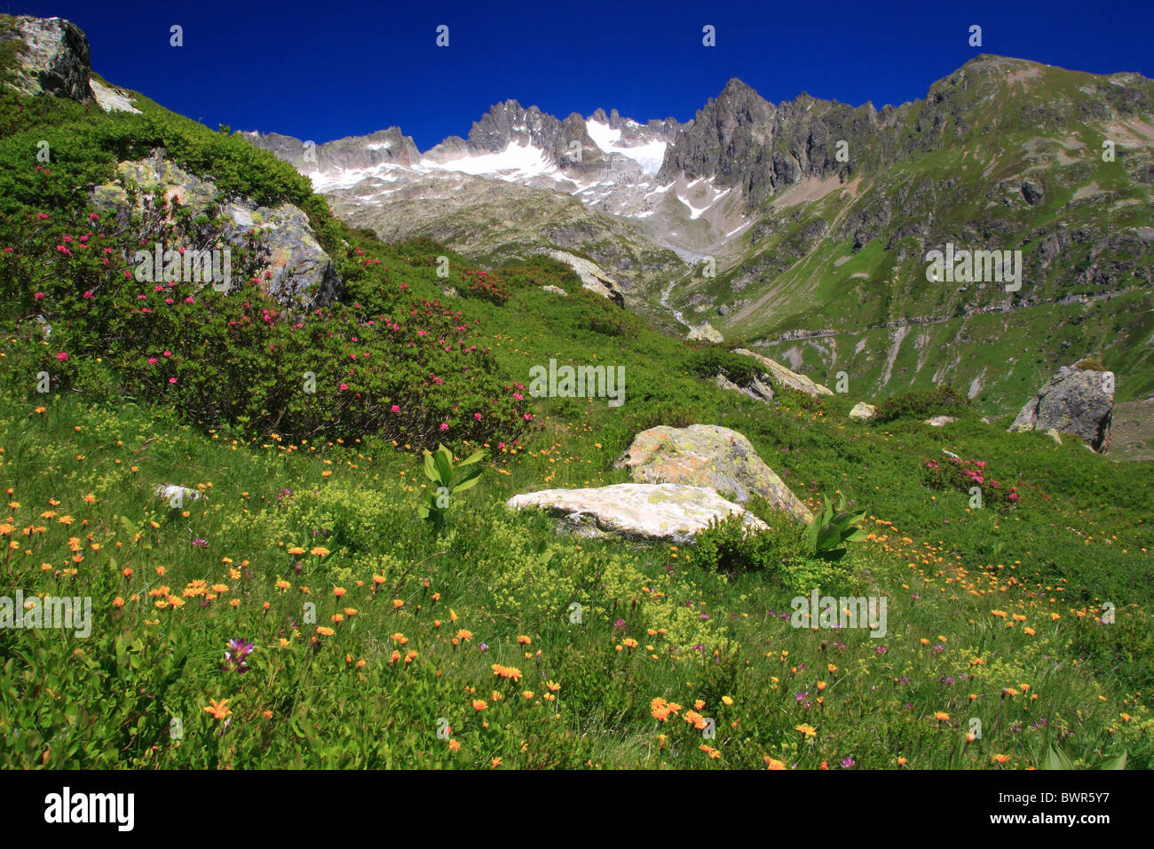 Rostblättrige Alpenrose High Resolution Stock Photography and Images - Alamy