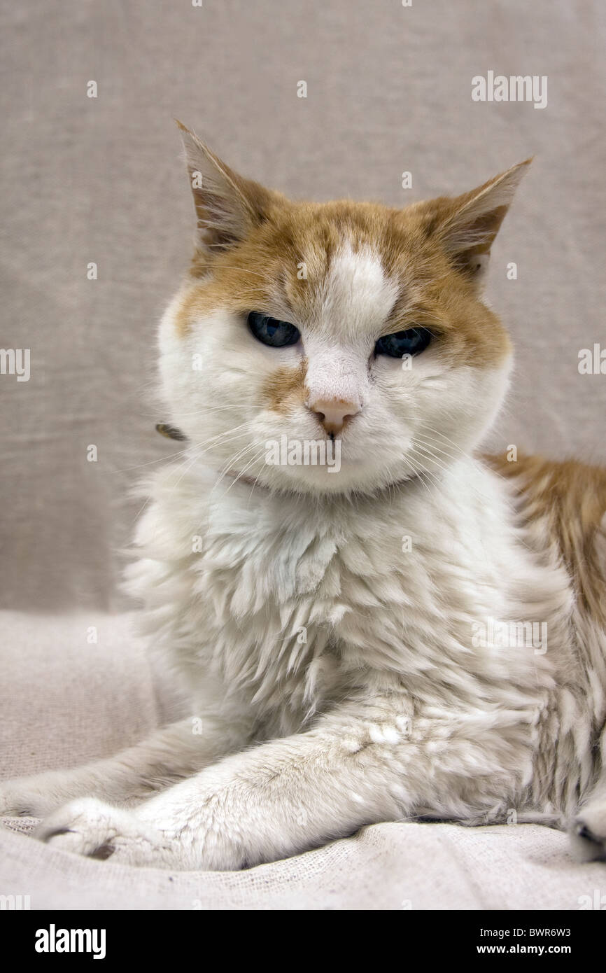 elderly cat Stock Photo Alamy