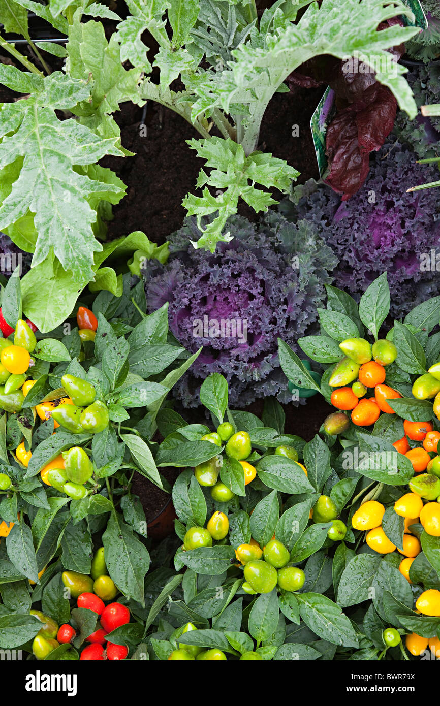 Pepper plants and ornamental edible lettuce and other plants growing UK Stock Photo