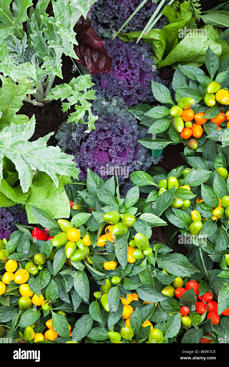 Pepper plants and ornamental edible lettuce and other plants growing UK Stock Photo