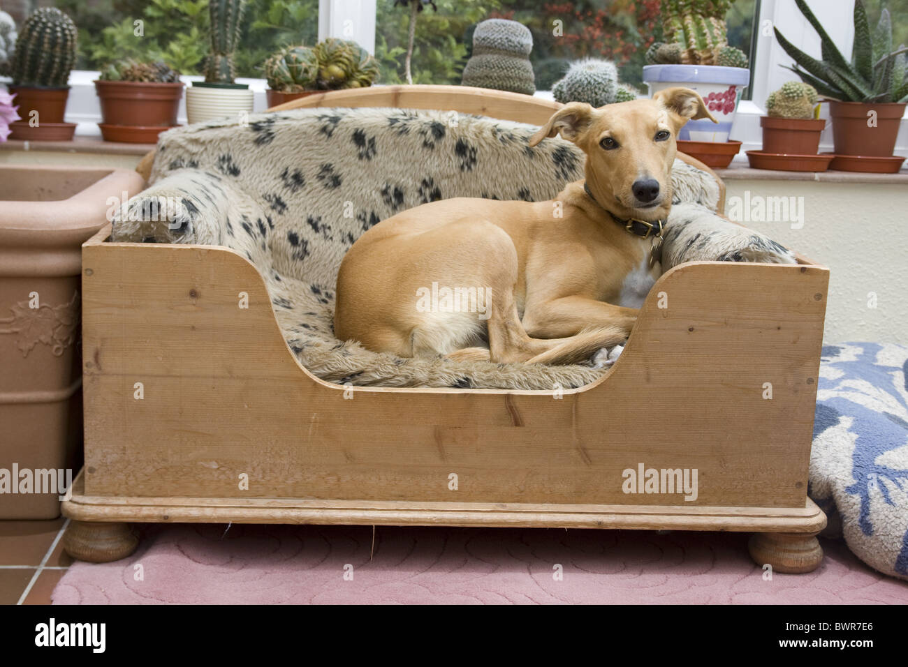 lurcher cross dog in its pine bed Stock Photo Alamy
