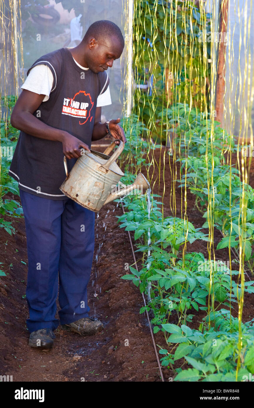 Tomato greenhouse in Kibera Slums, Nairobi, Kenya Stock Photo Alamy