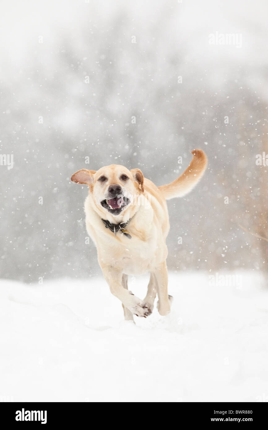 Yellow Labrador Retriever dog running in snow Stock Photo