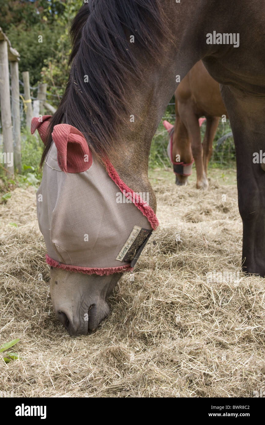 horse wearing fly screen head mask Stock Photo Alamy