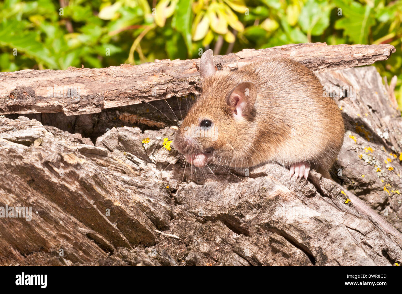 House mouse, Mus musculus domesticus, agouti coloured, ranges worldwide except Antarctica; originally native to Asia Stock Photo