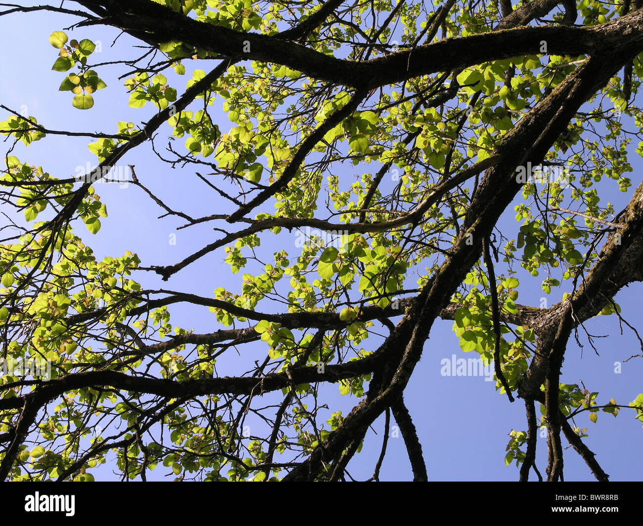 Southern Catalpa Catalpa bignonioides tree branches leaves blue sky Stock Photo
