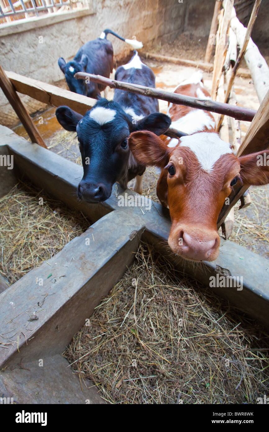 Calves feeding at (Kenyan NGO) Maji Mazuri Centre, Nairobi, Kenya Stock Photo