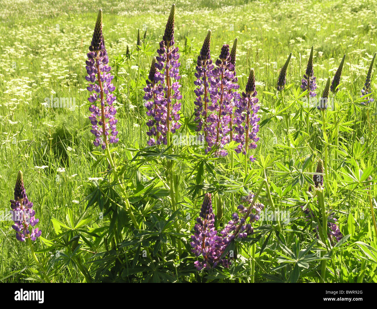 Large-leaved Lupine Lupinus polyphyllus flower flowers plants bloom nature neophyte invasive plant Germany E Stock Photo